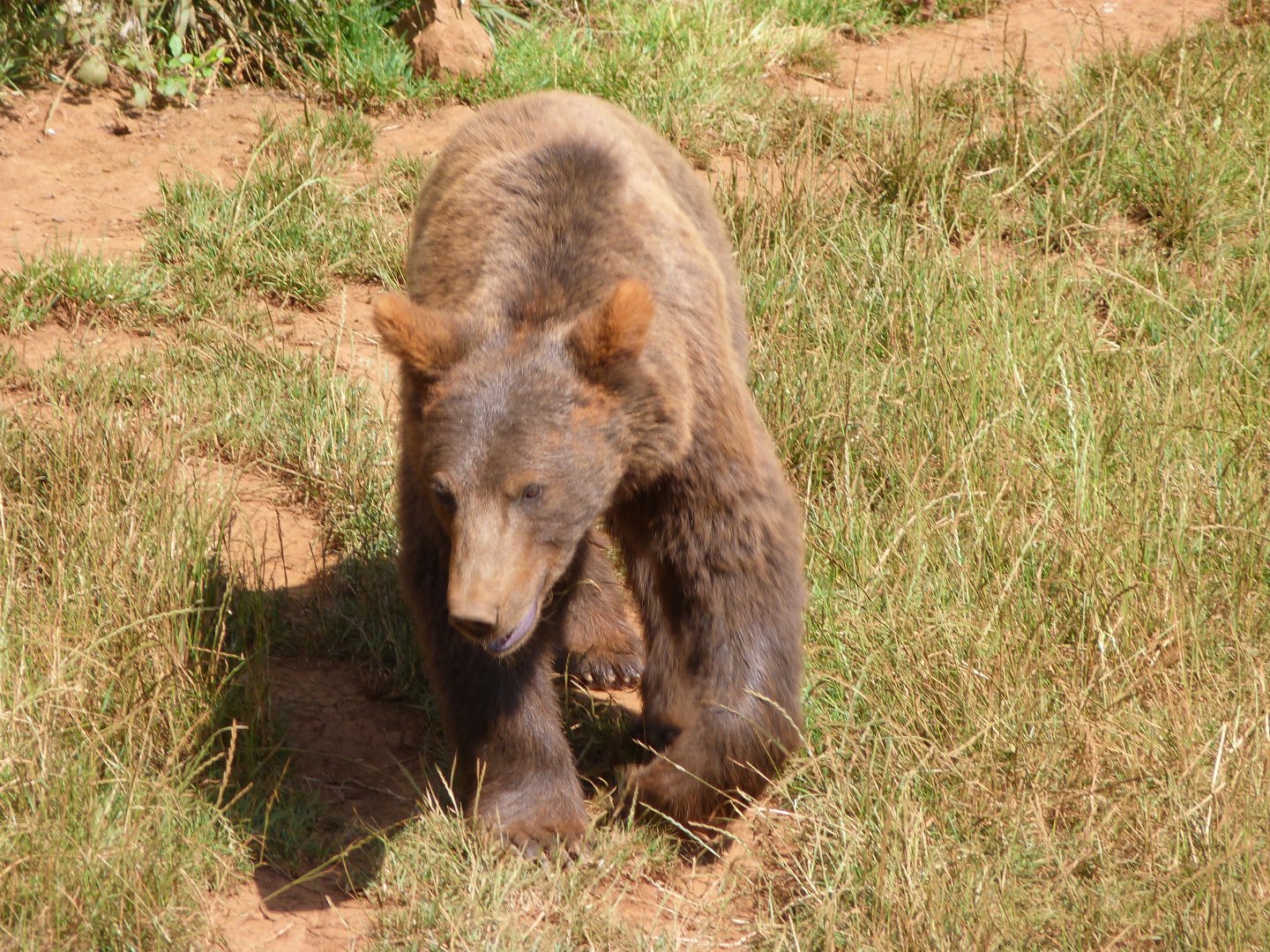 Eurasian brown bear -Parque de la Naturaleza de Cabárceno (2025)