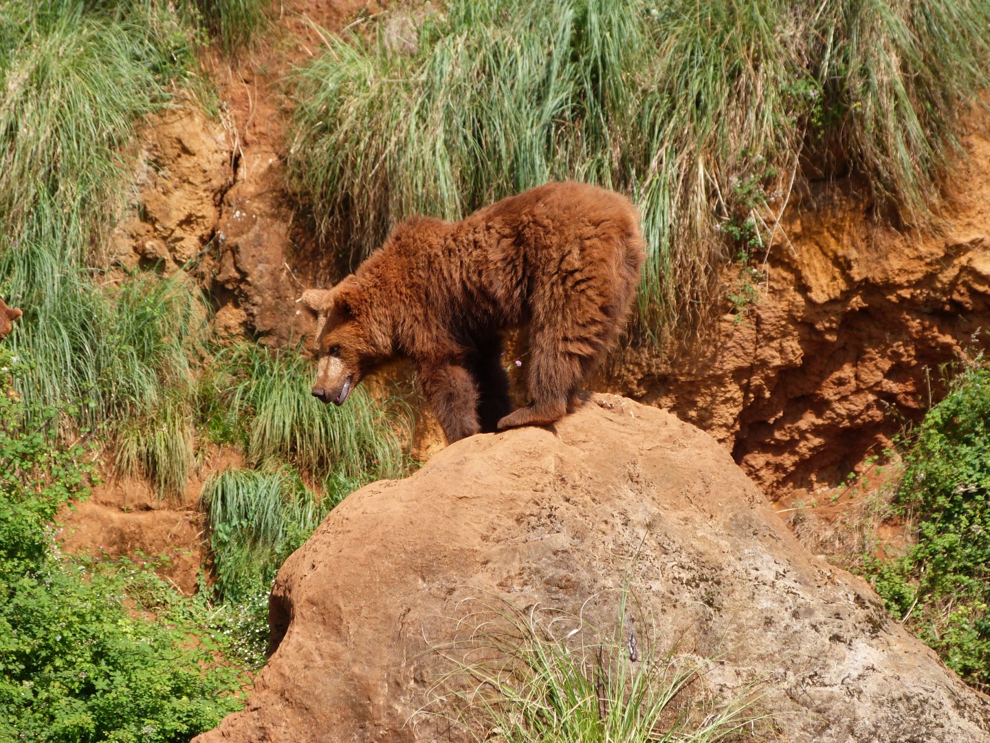 Eurasian brown bear -Parque de la Naturaleza de Cabárceno (2025)