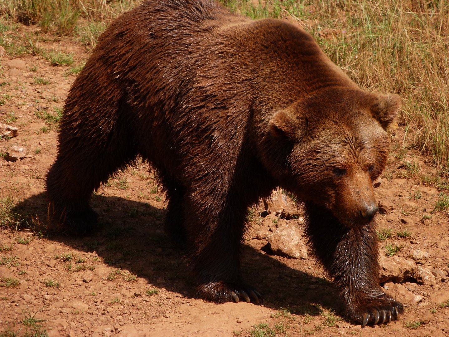 Eurasian brown bear -Parque de la Naturaleza de Cabárceno (2025)