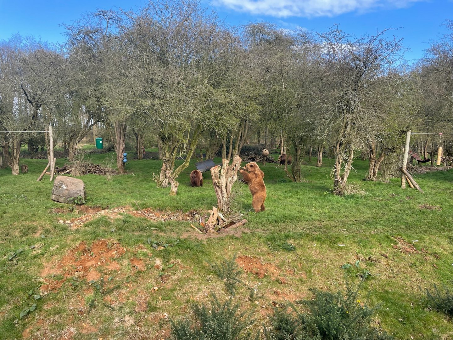 Eurasian Brown Bear scratching Tree.