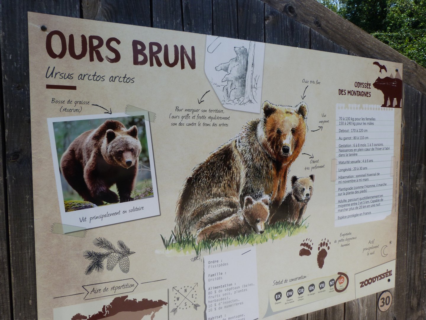 Eurasian brown bear sign -Zoodyssée (2025)