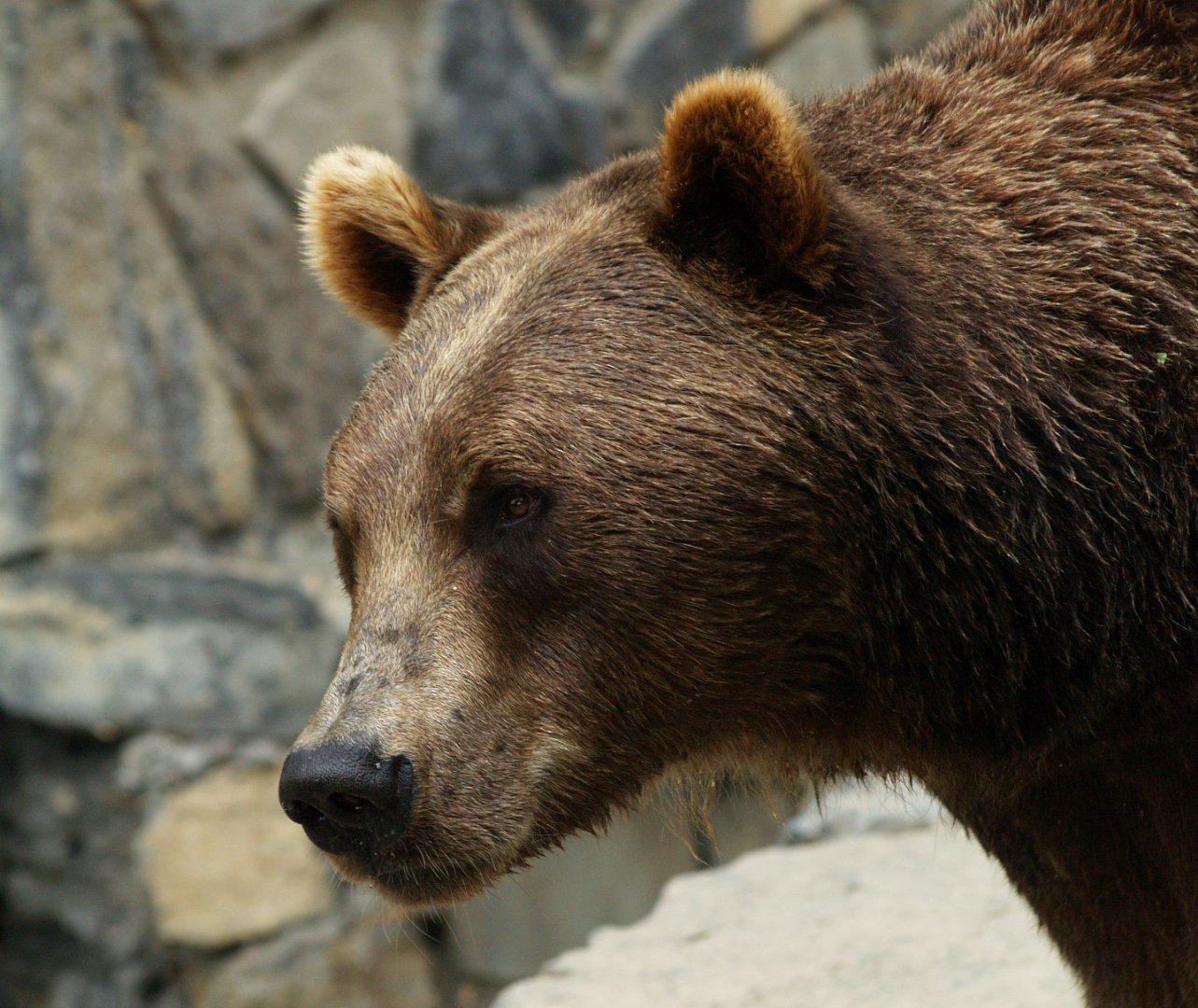 Eurasian brown bear (Ursus arctos arctos), 2008-08-02