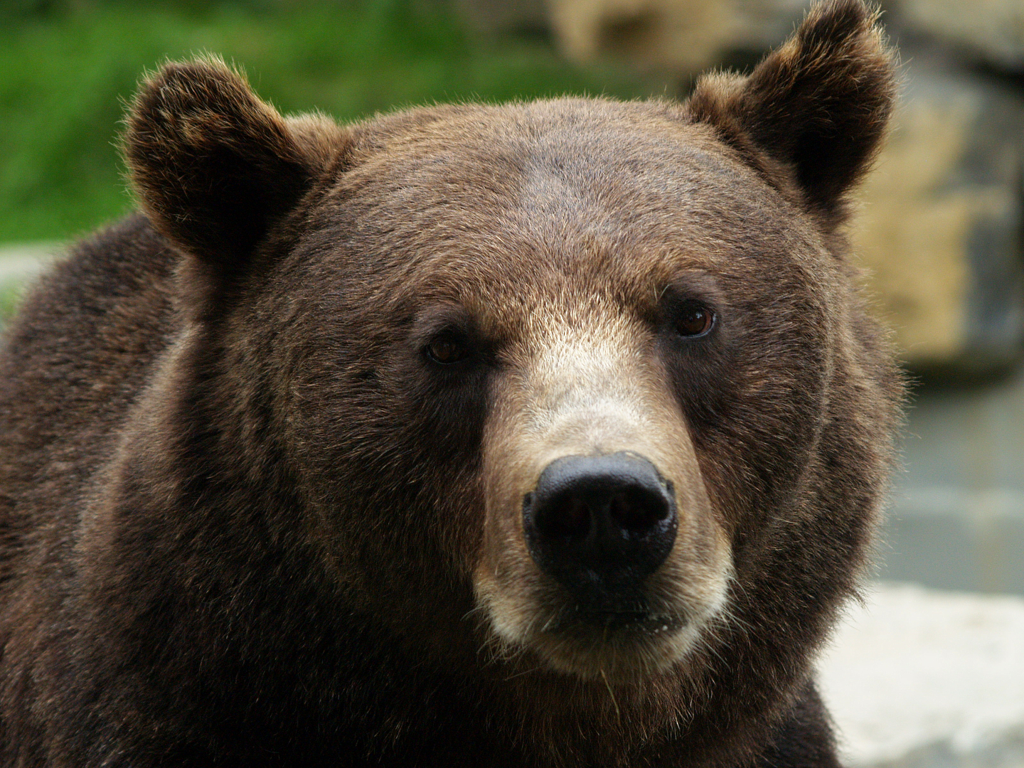 Eurasian brown bear (Ursus arctos arctos), 2008-08-02