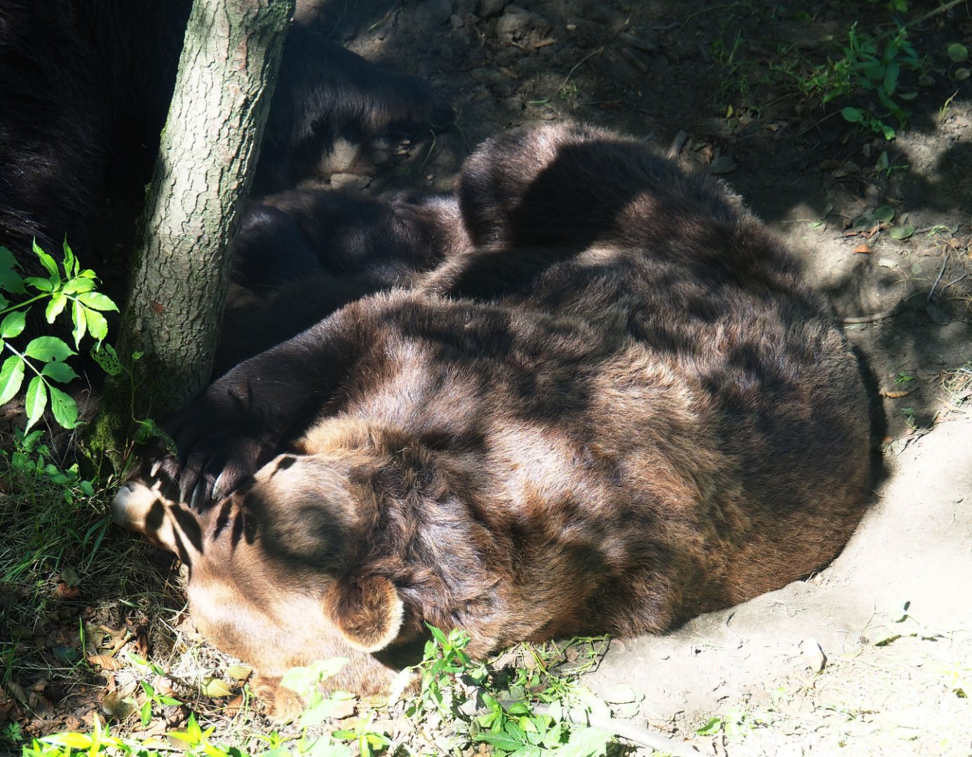 Eurasian brown bear (Ursus arctos arctos), 2019-08-04