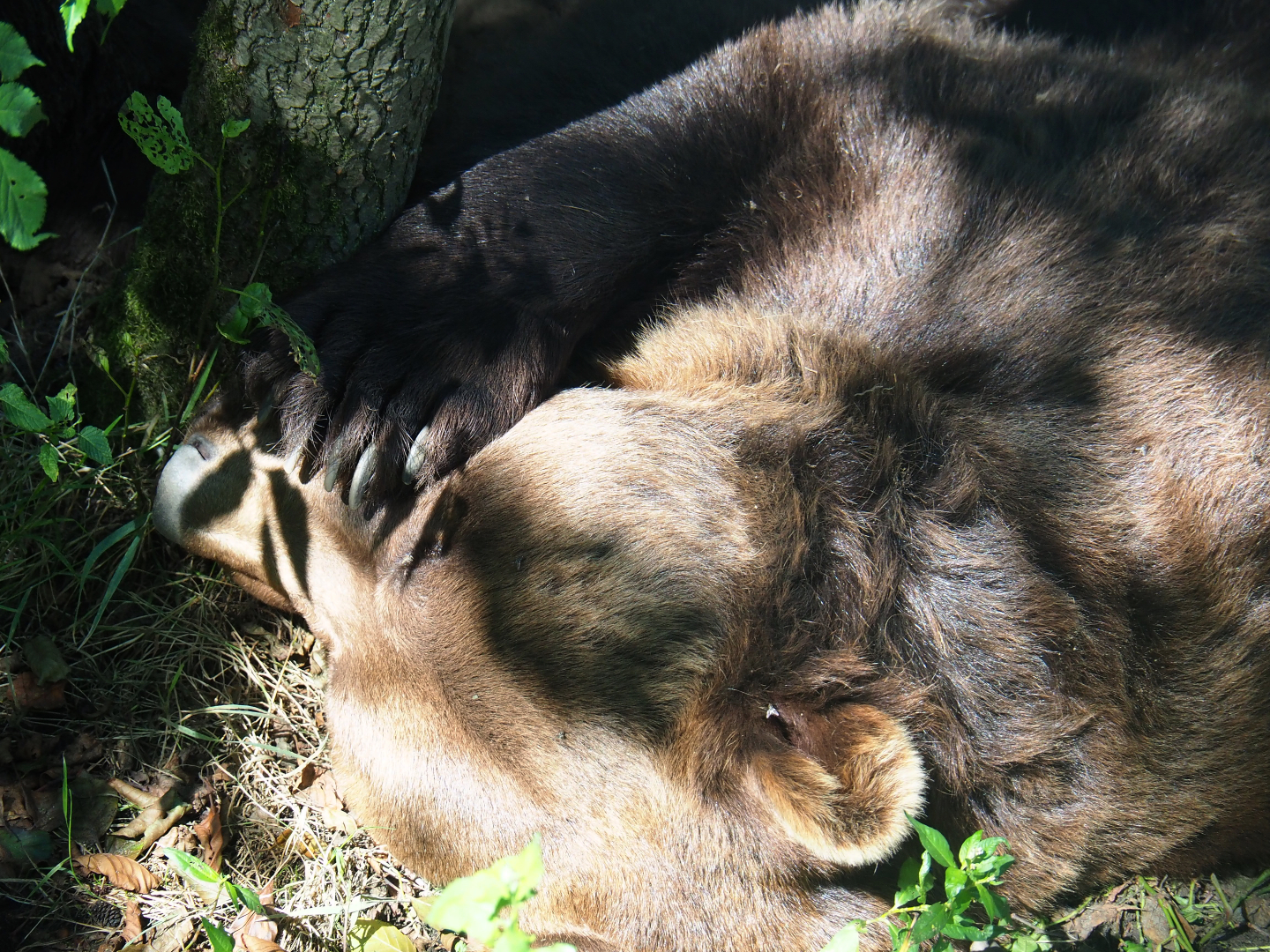 Eurasian brown bear (Ursus arctos arctos), 2019-08-04