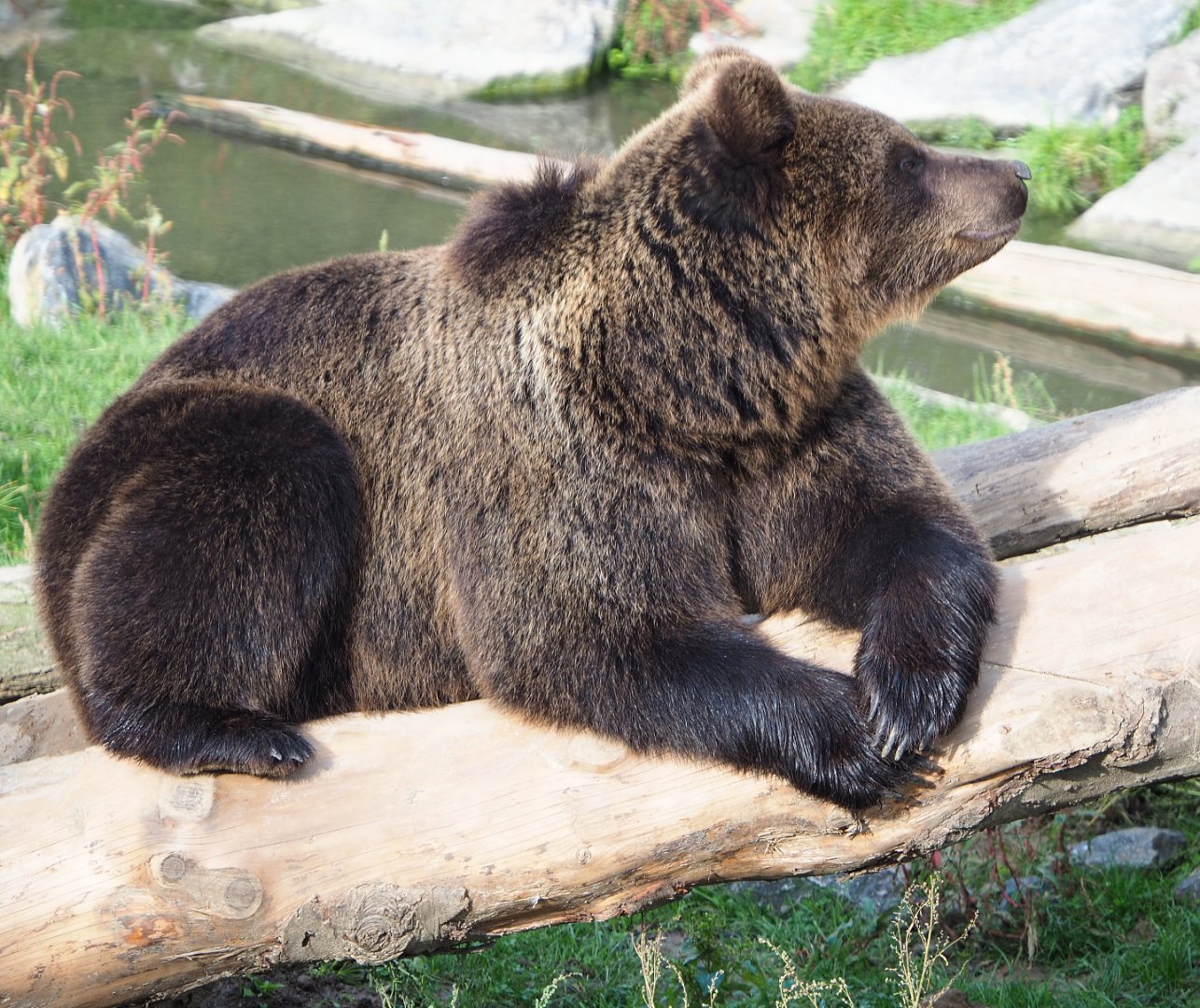 Eurasian brown bear (Ursus arctos arctos), 2019-10-05
