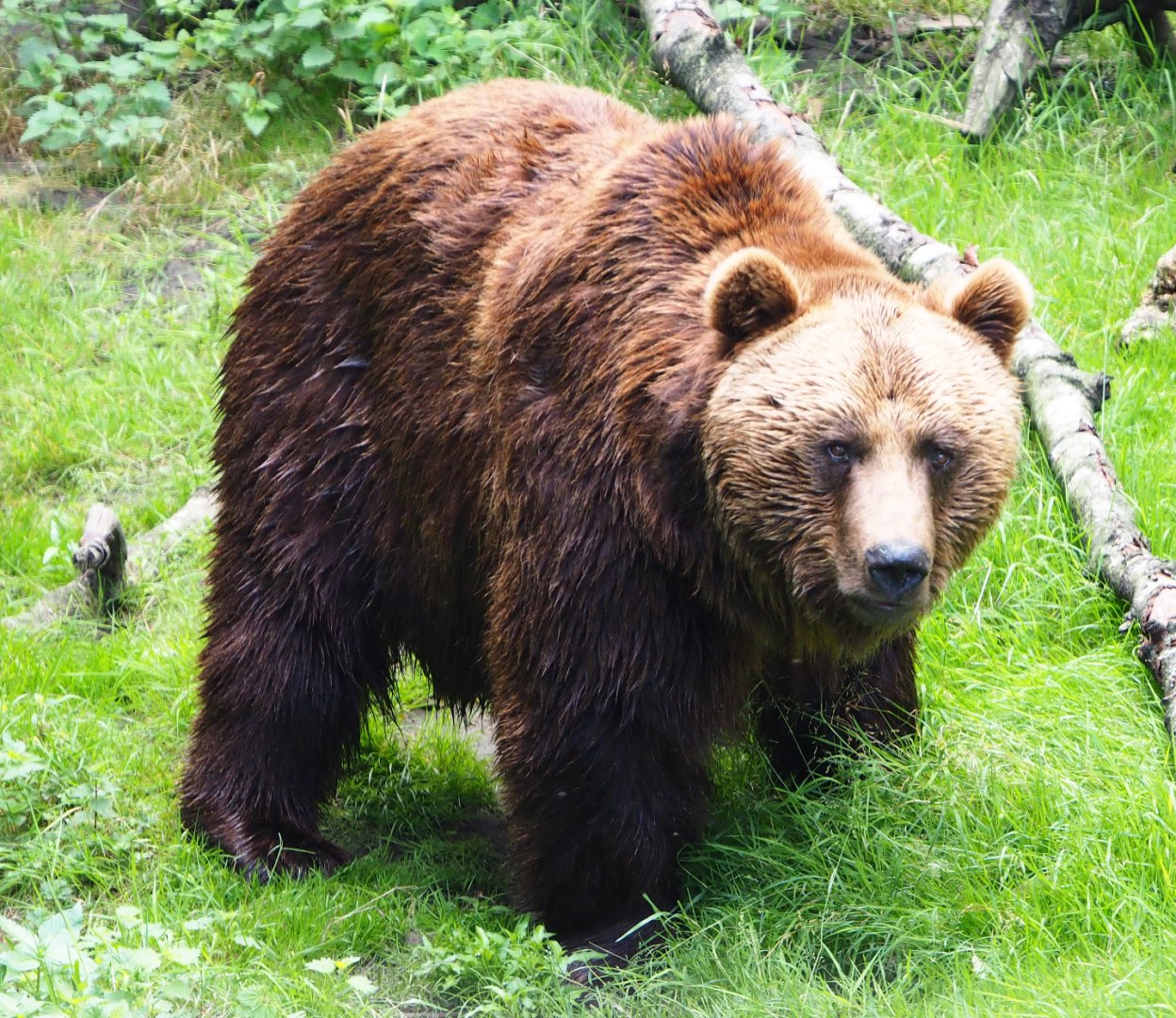 Eurasian brown bear (Ursus arctos arctos), 2020-06-20