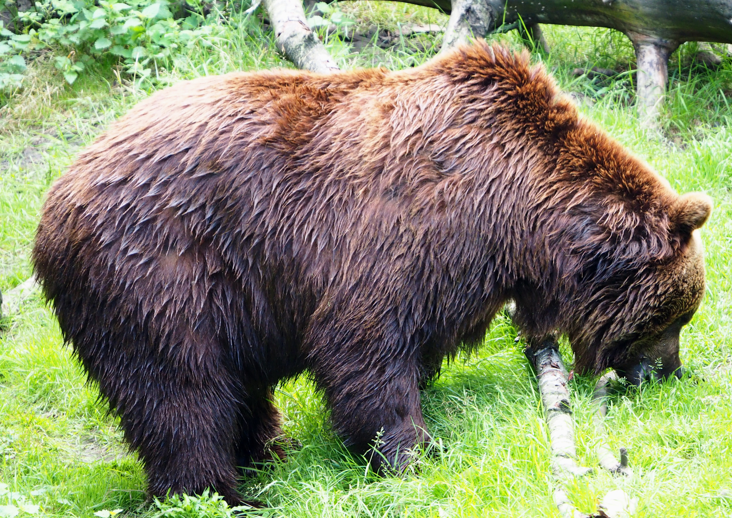 Eurasian brown bear (Ursus arctos arctos), 2020-06-20