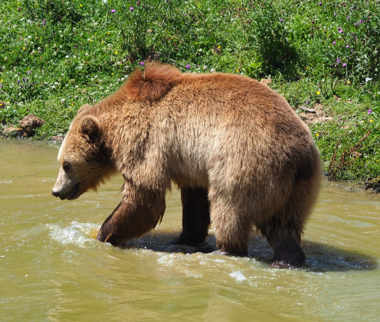 Eurasian brown bear (Ursus arctos arctos), 2020-07-12