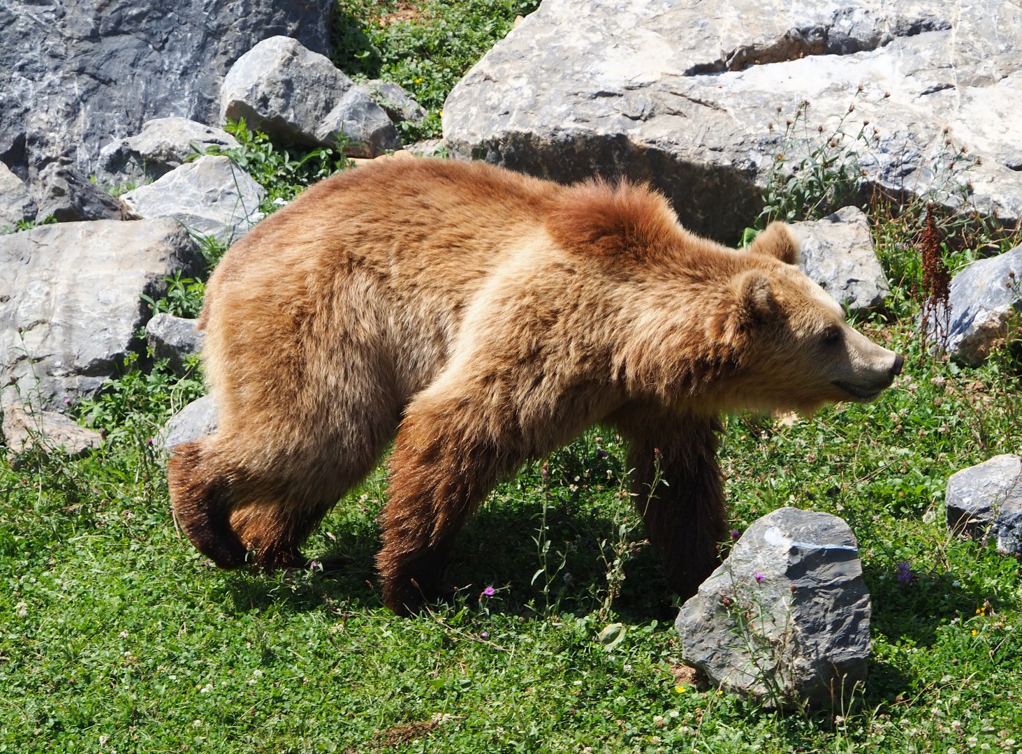 Eurasian brown bear (Ursus arctos arctos), 2020-07-12