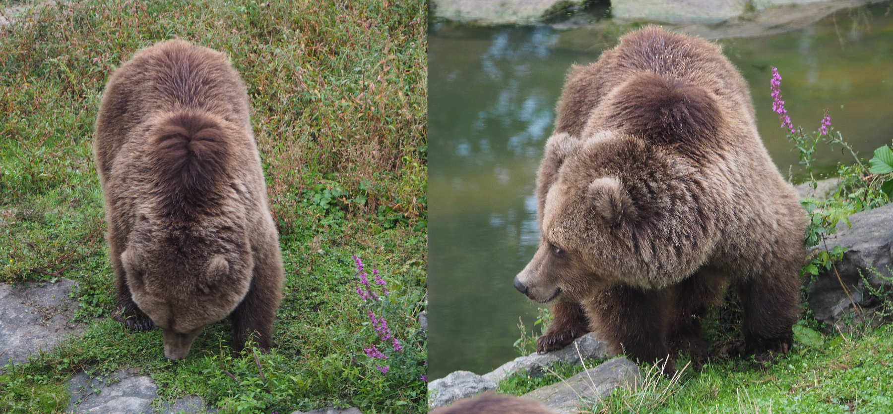Eurasian brown bear (Ursus arctos arctos), 2020-09-03