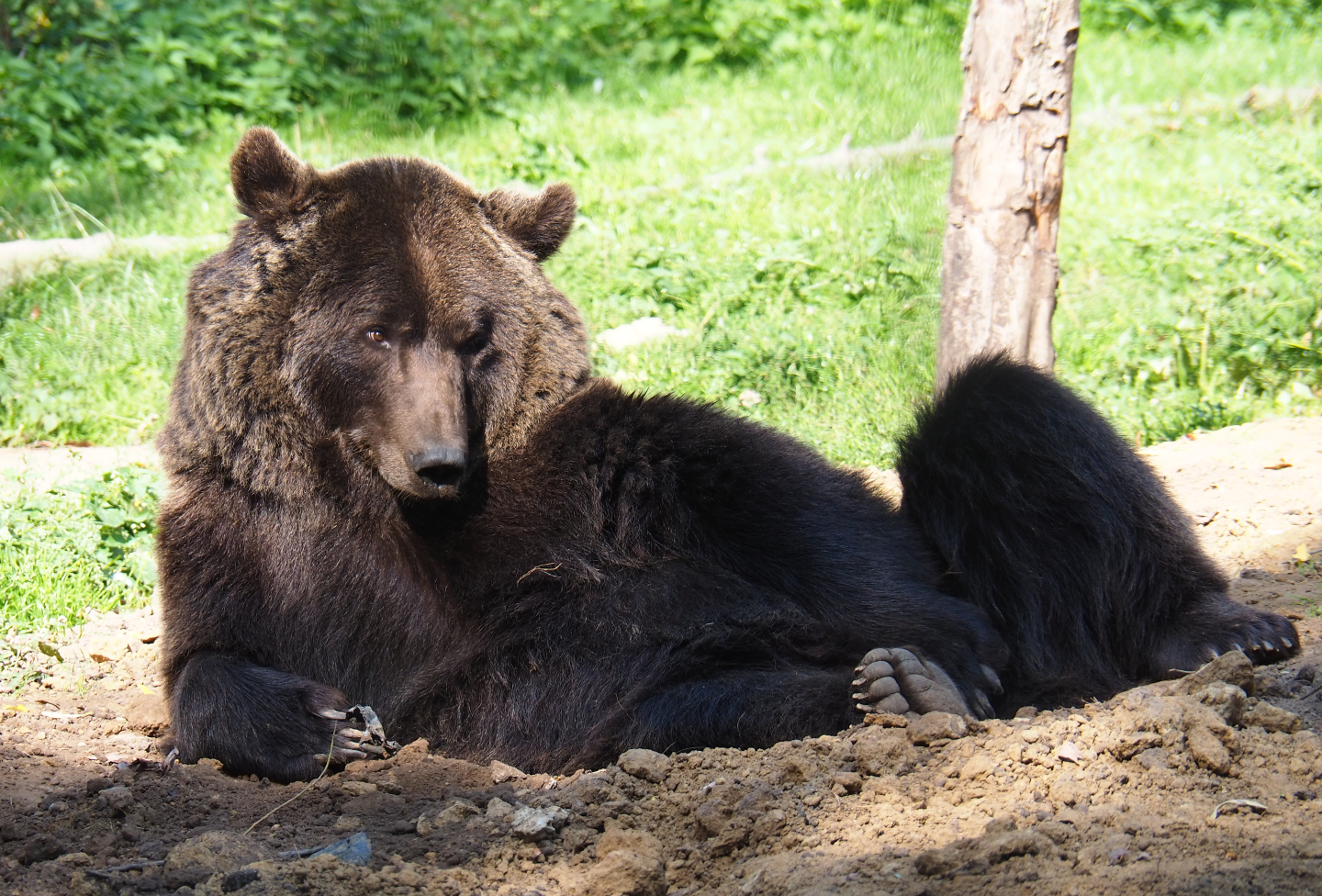 Eurasian brown bear (Ursus arctos arctos), 2020-09-12