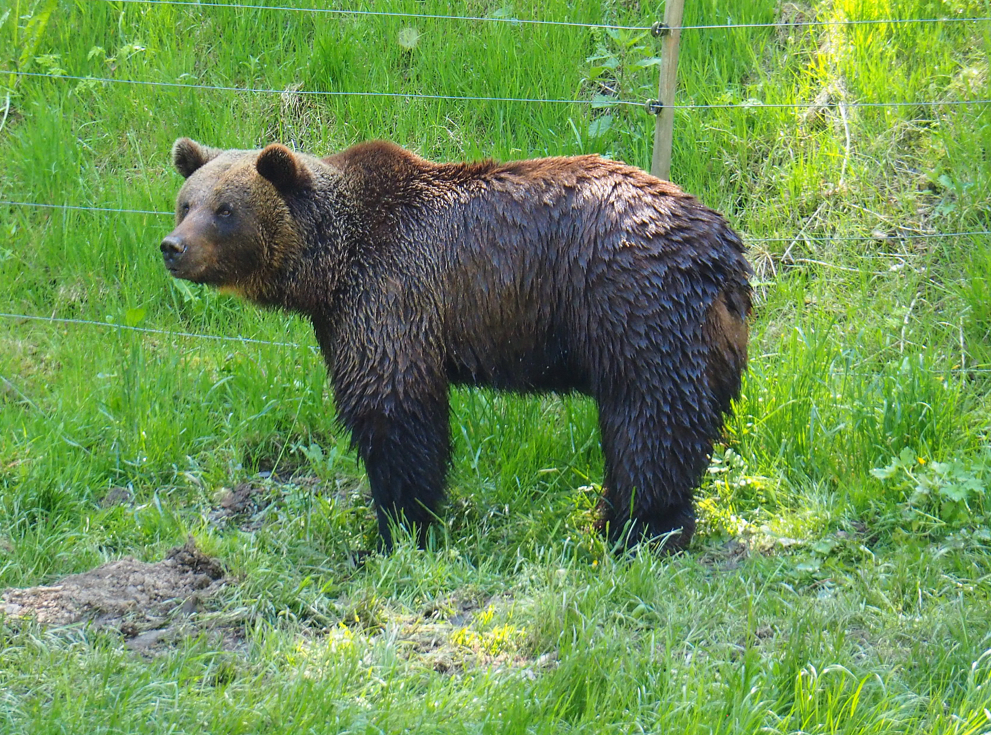 Eurasian brown bear (Ursus arctos arctos), 2021-05-29