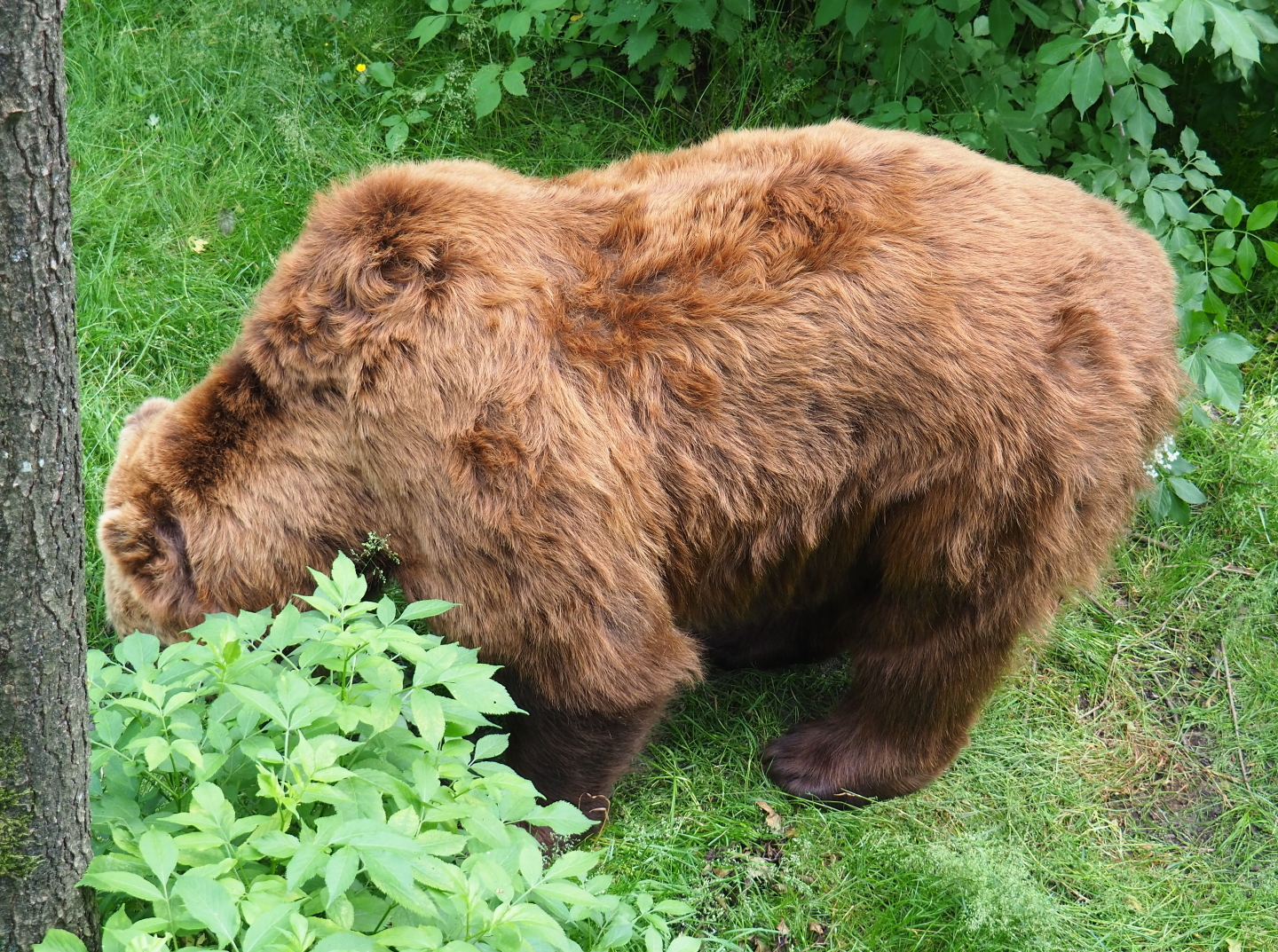 Eurasian brown bear (Ursus arctos arctos), 2021-06-15