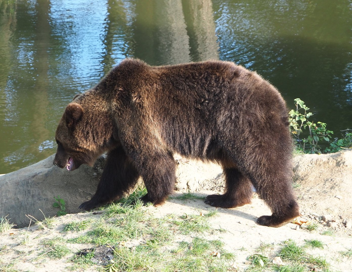 Eurasian brown bear (Ursus arctos arctos), 2021-09-02