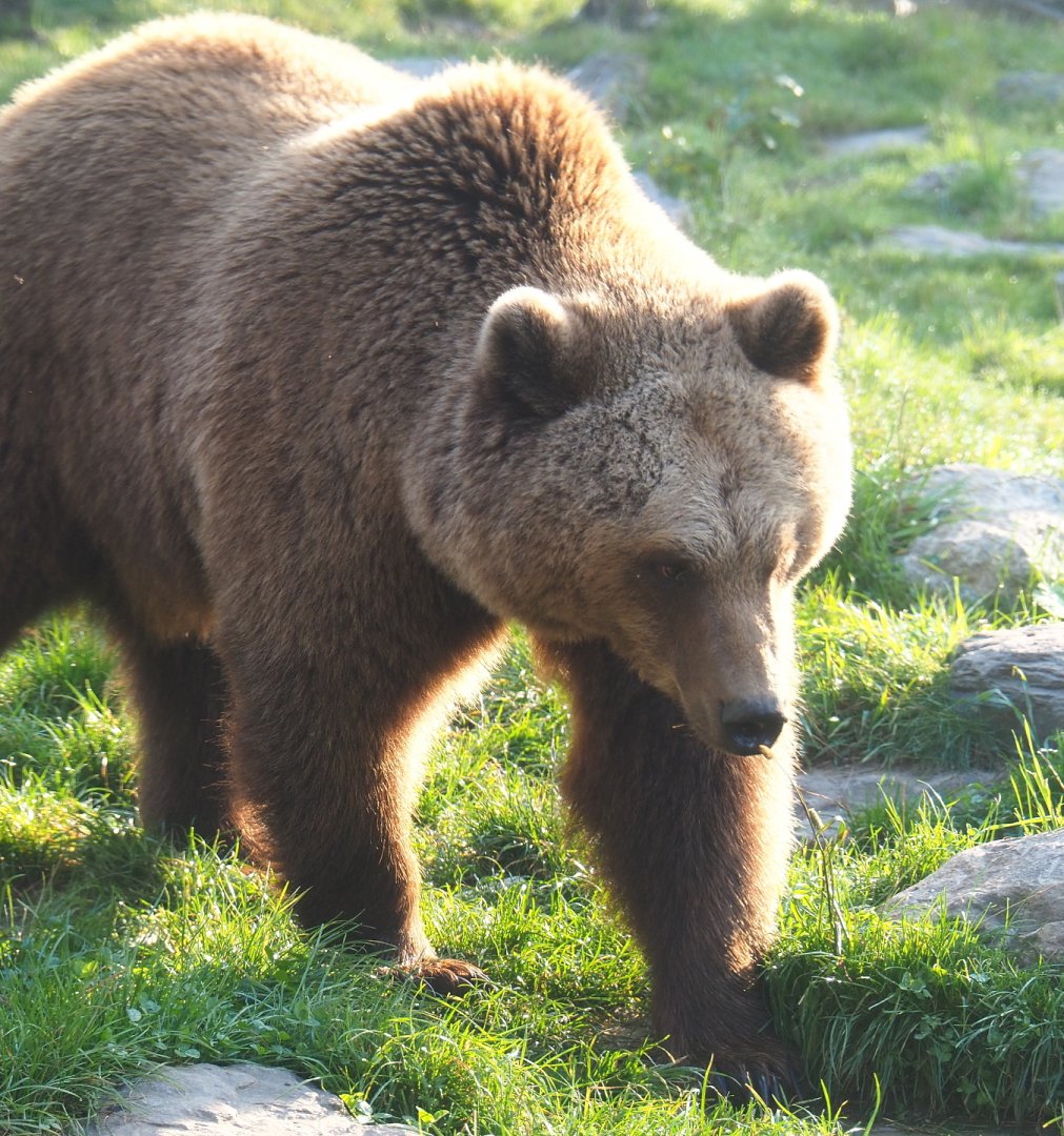 Eurasian brown bear (Ursus arctos arctos), 2021-09-03