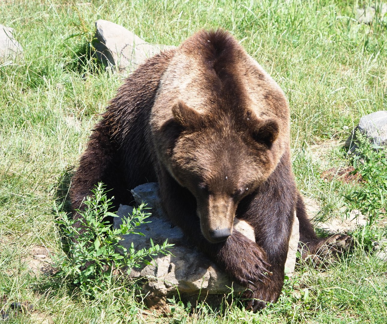 Eurasian brown bear (Ursus arctos arctos), 2022-06-28