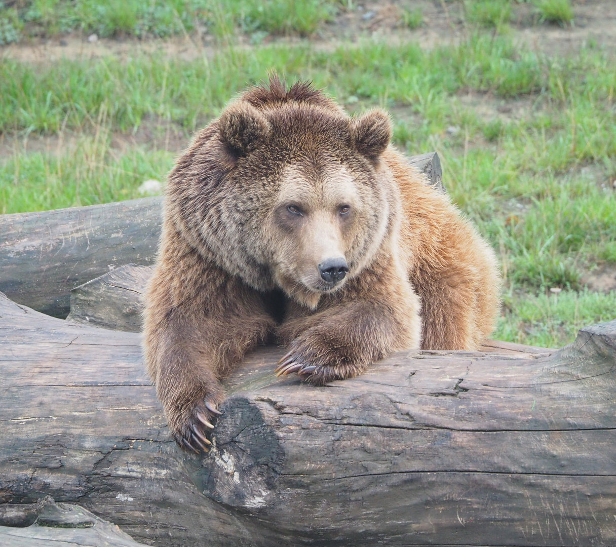 Eurasian brown bear (Ursus arctos arctos), 2022-09-15