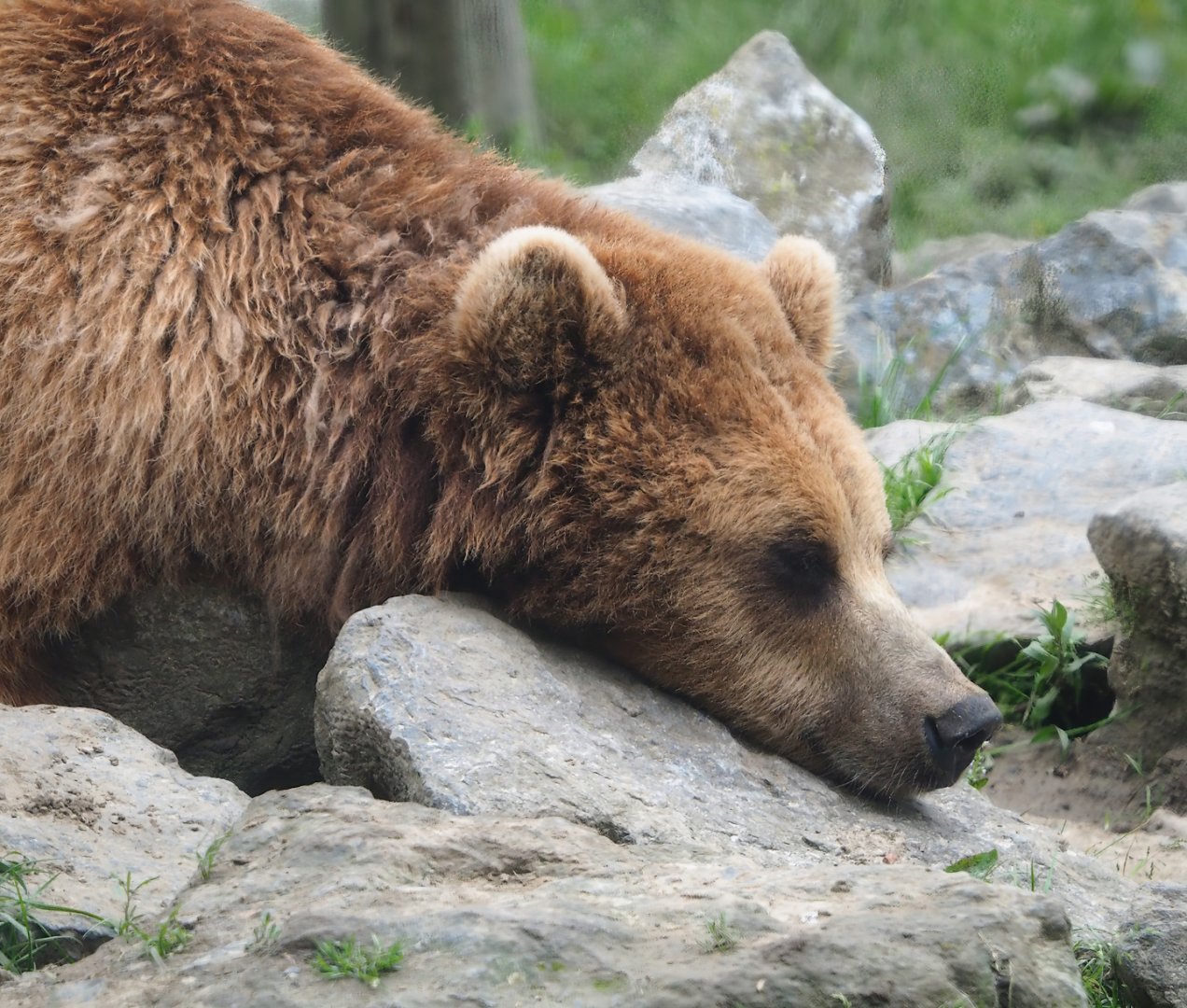 Eurasian brown bear (Ursus arctos arctos), 2023-05-15