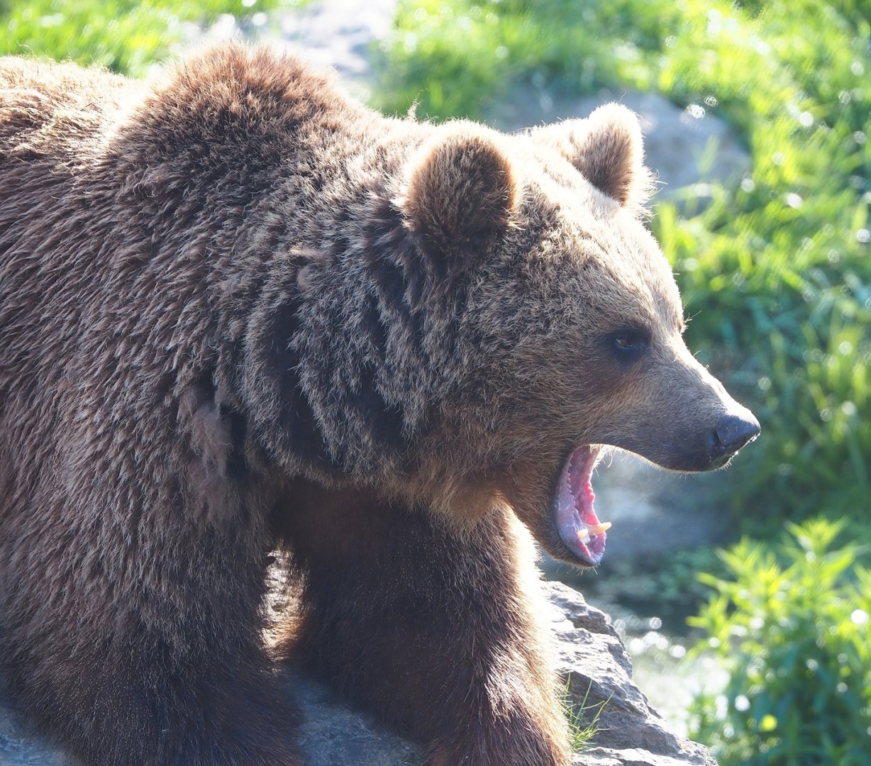 Eurasian brown bear (Ursus arctos arctos), 2023-05-16