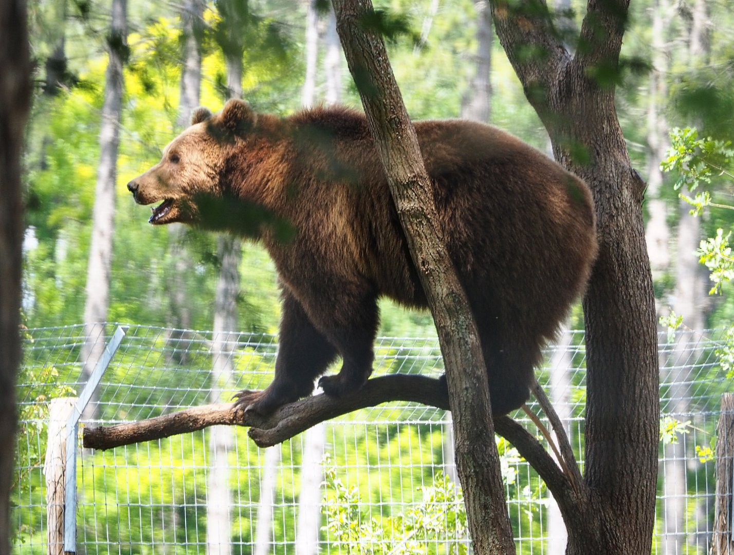 Eurasian brown bear (Ursus arctos arctos) in a tree, 2020-07-12