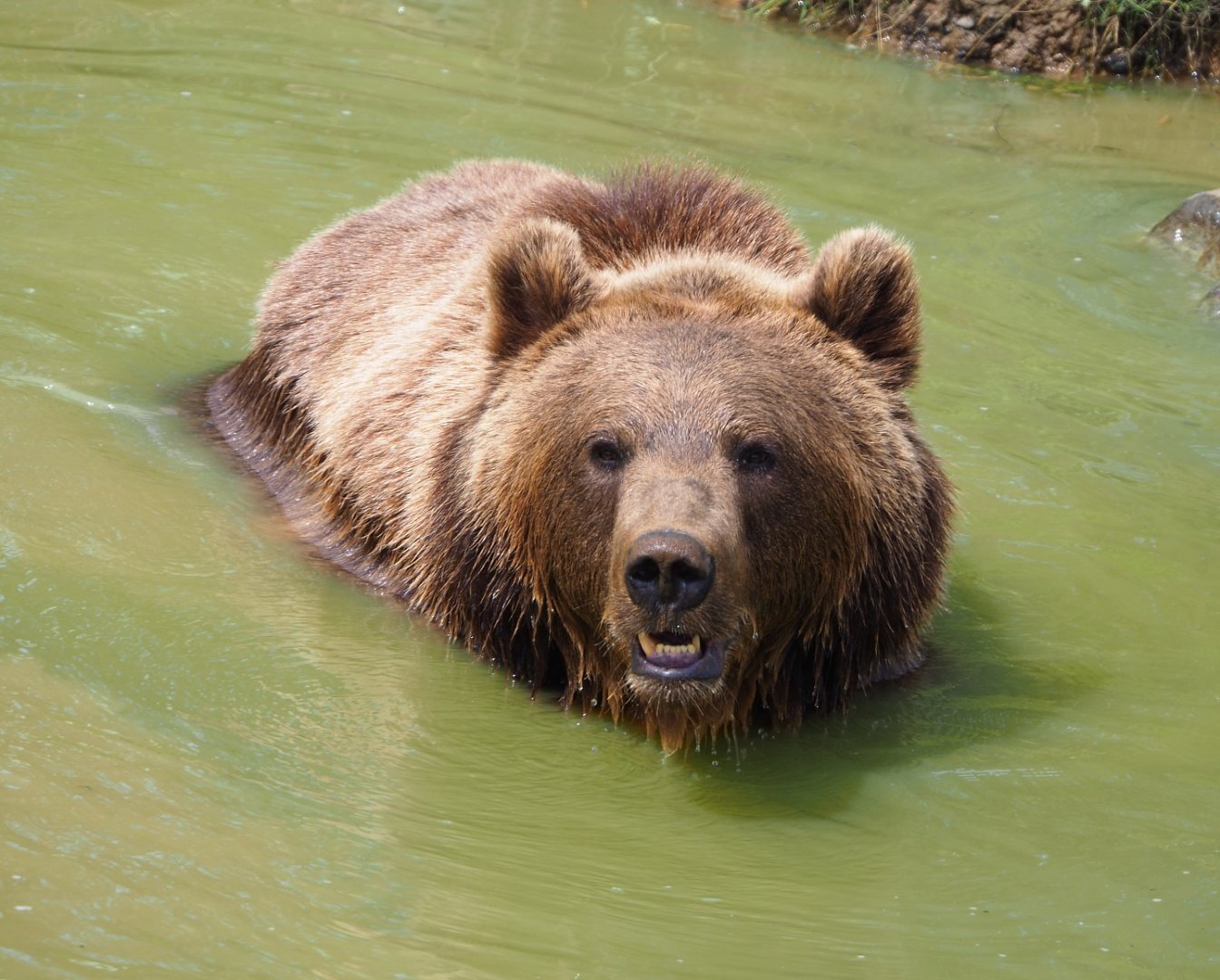 Eurasian brown bear (Ursus arctos arctos) in the pool, 2021-08-15