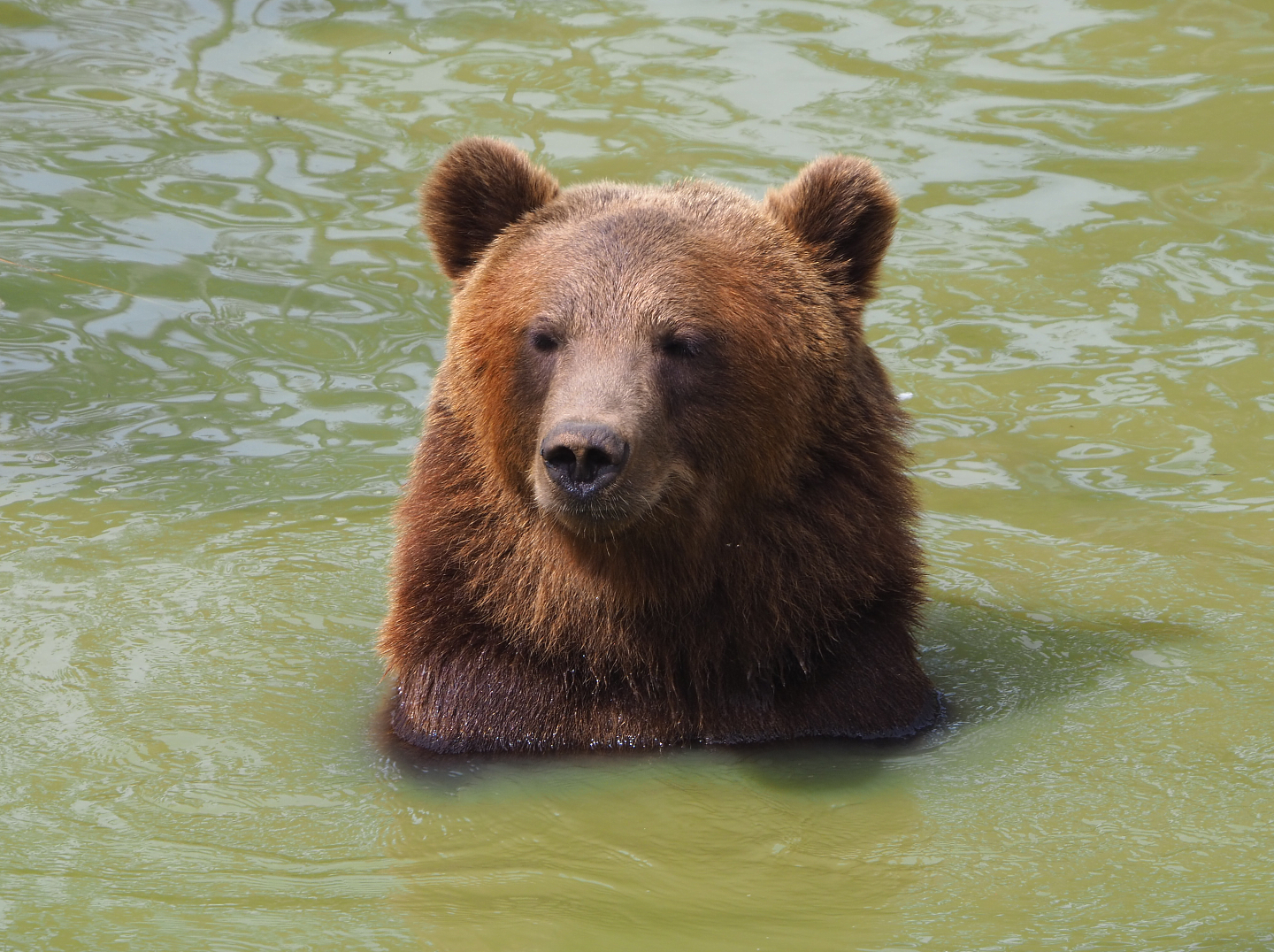 Eurasian brown bear (Ursus arctos arctos) in the pool, 2021-08-15