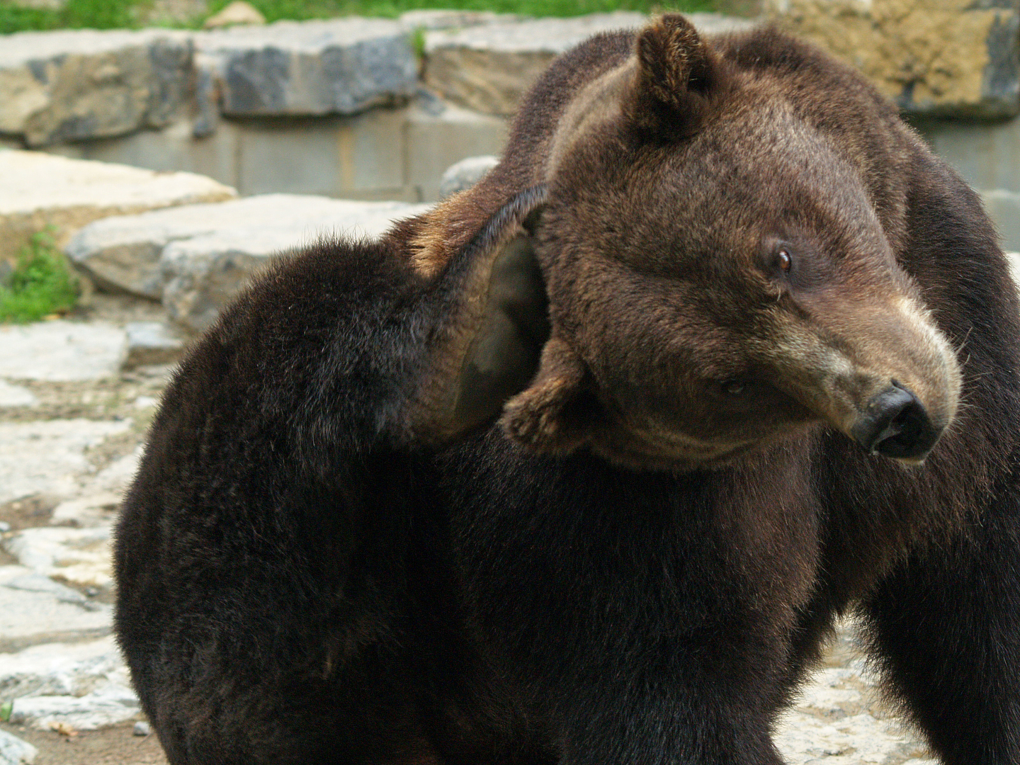 Eurasian brown bear (Ursus arctos arctos) scratching itself, 2008-08-02