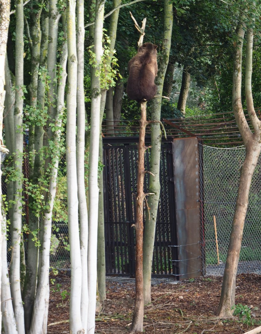 Eurasian brown bear (Ursus arctos arctos) up a tree, 2019-10-05