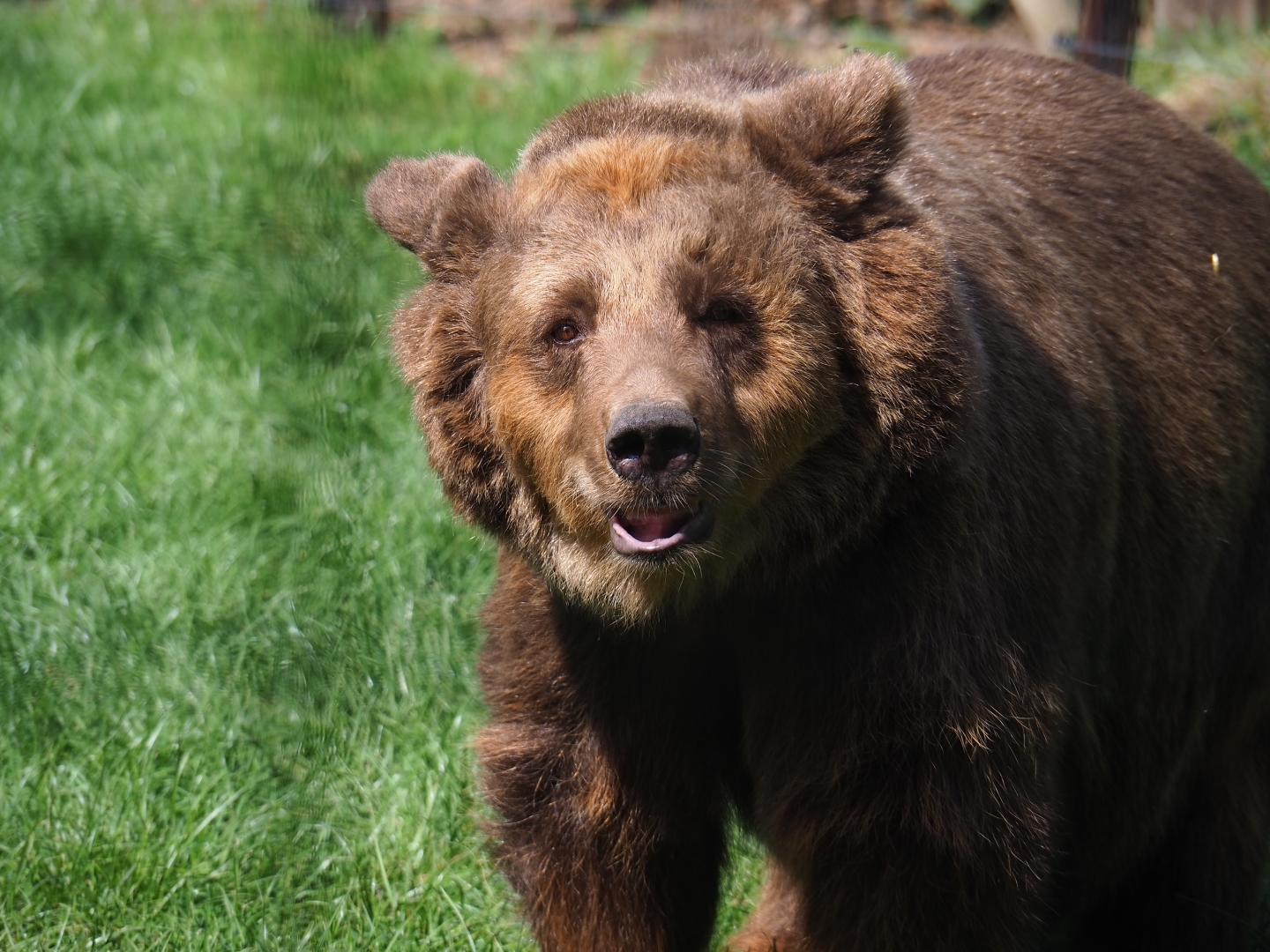 Eurasian brown bear (Ursus arctos arctos)