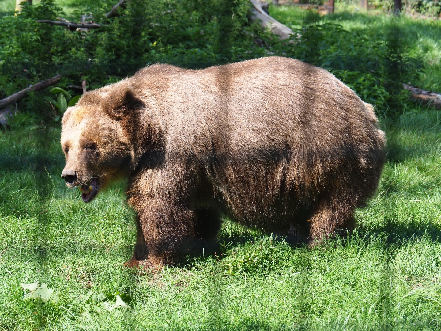 Eurasian brown bear (Ursus arctos arctos)