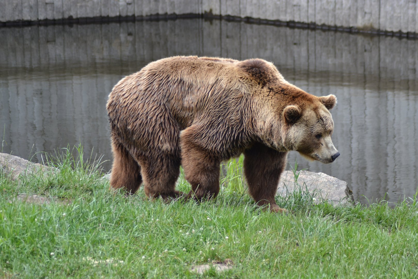 Eurasian brown bear (Ursus arctos arctos)