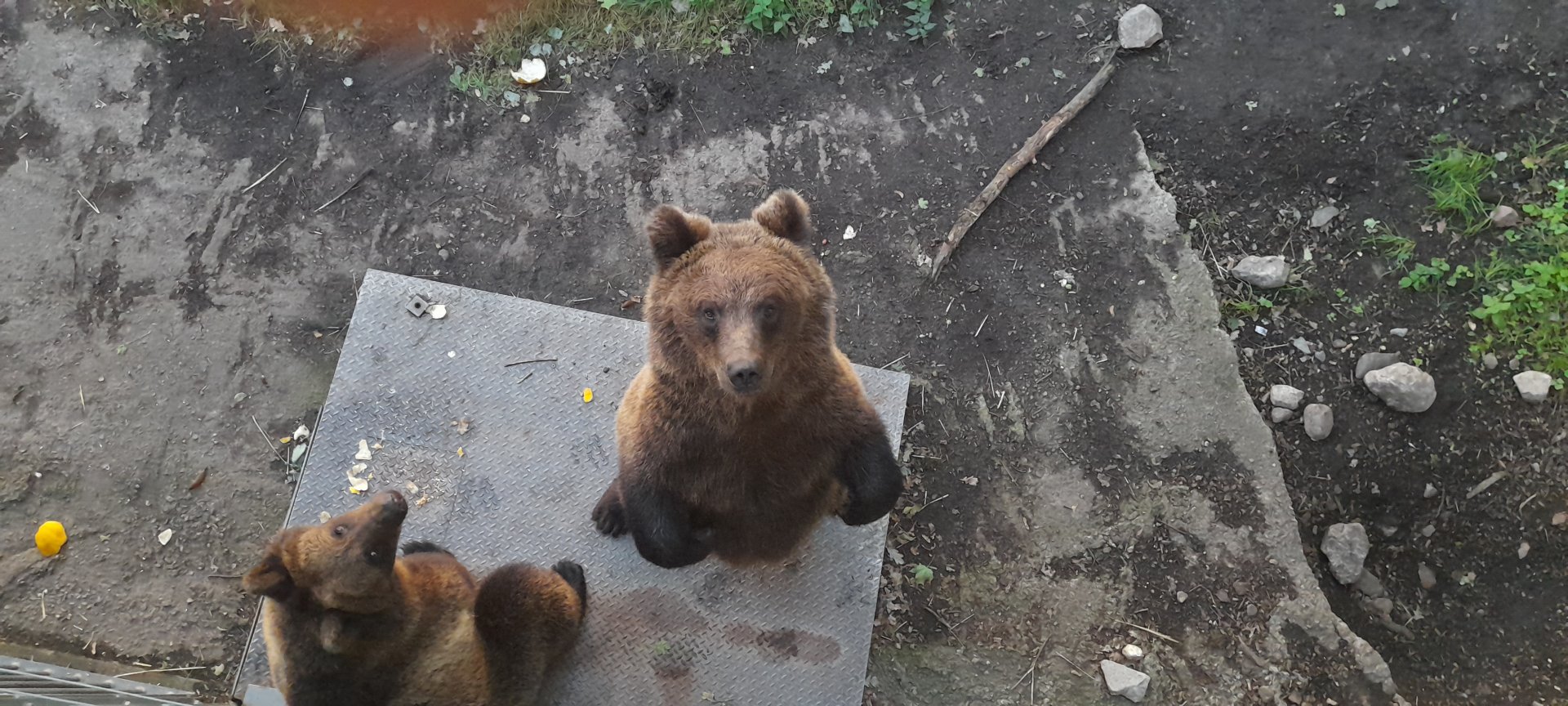 Eurasian Brown bear (Ursus arctos arctos)