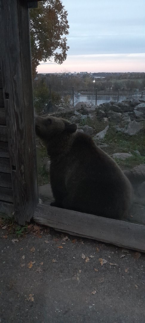 Eurasian Brown bear ( Ursus arctos arctos)