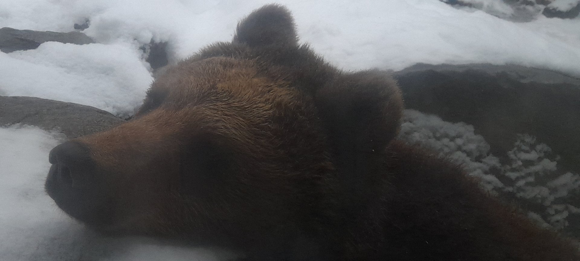 Eurasian Brown bear (Ursus arctos arctos)