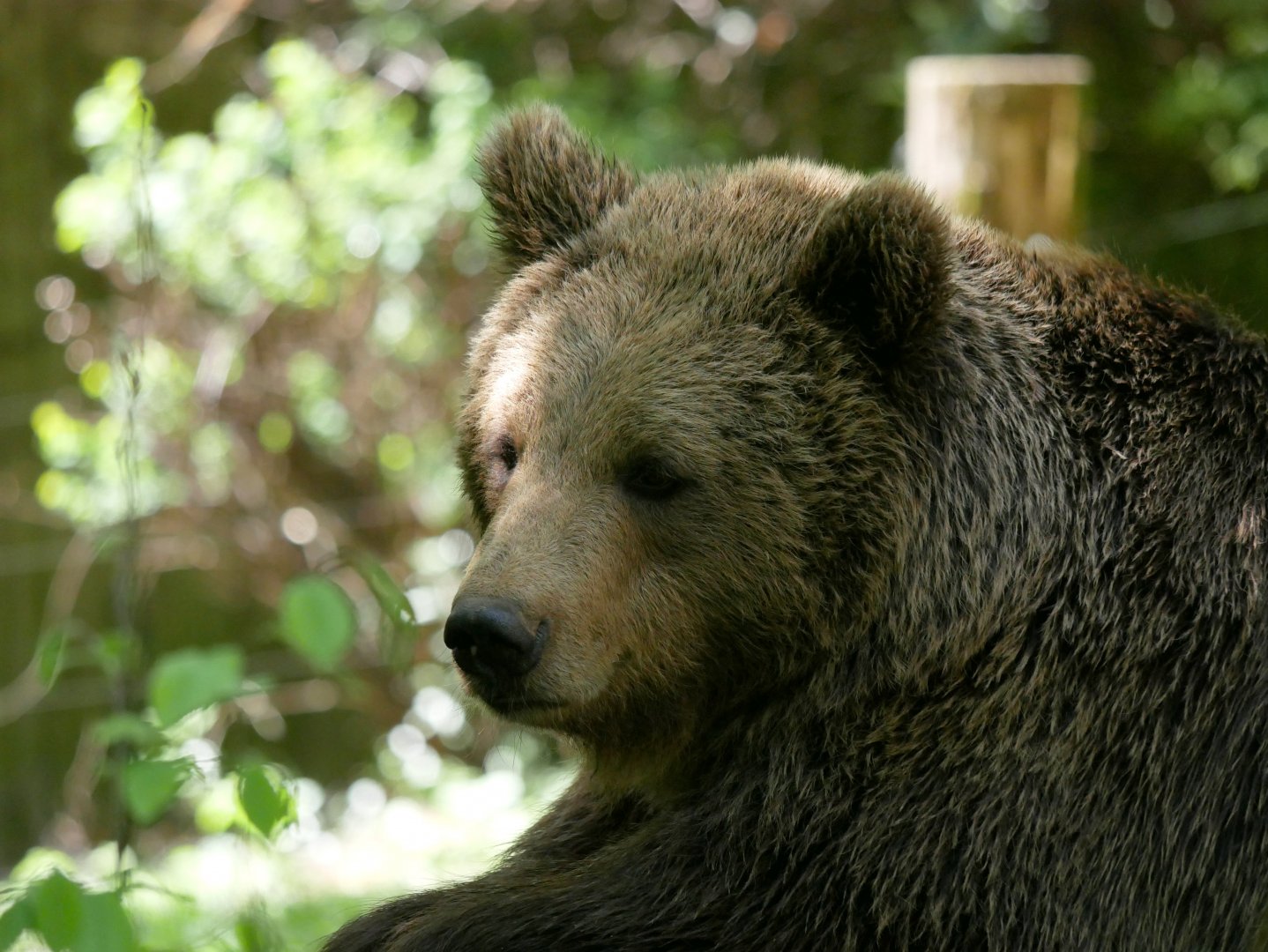 Eurasian brown bear (Ursus arctos arctos)