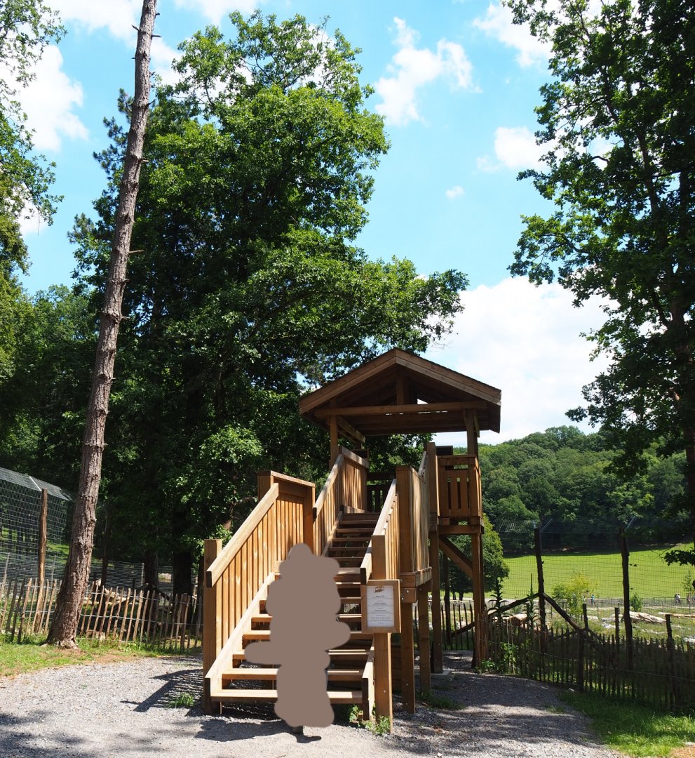 Eurasian brown bear viewing area, 2020-07-12