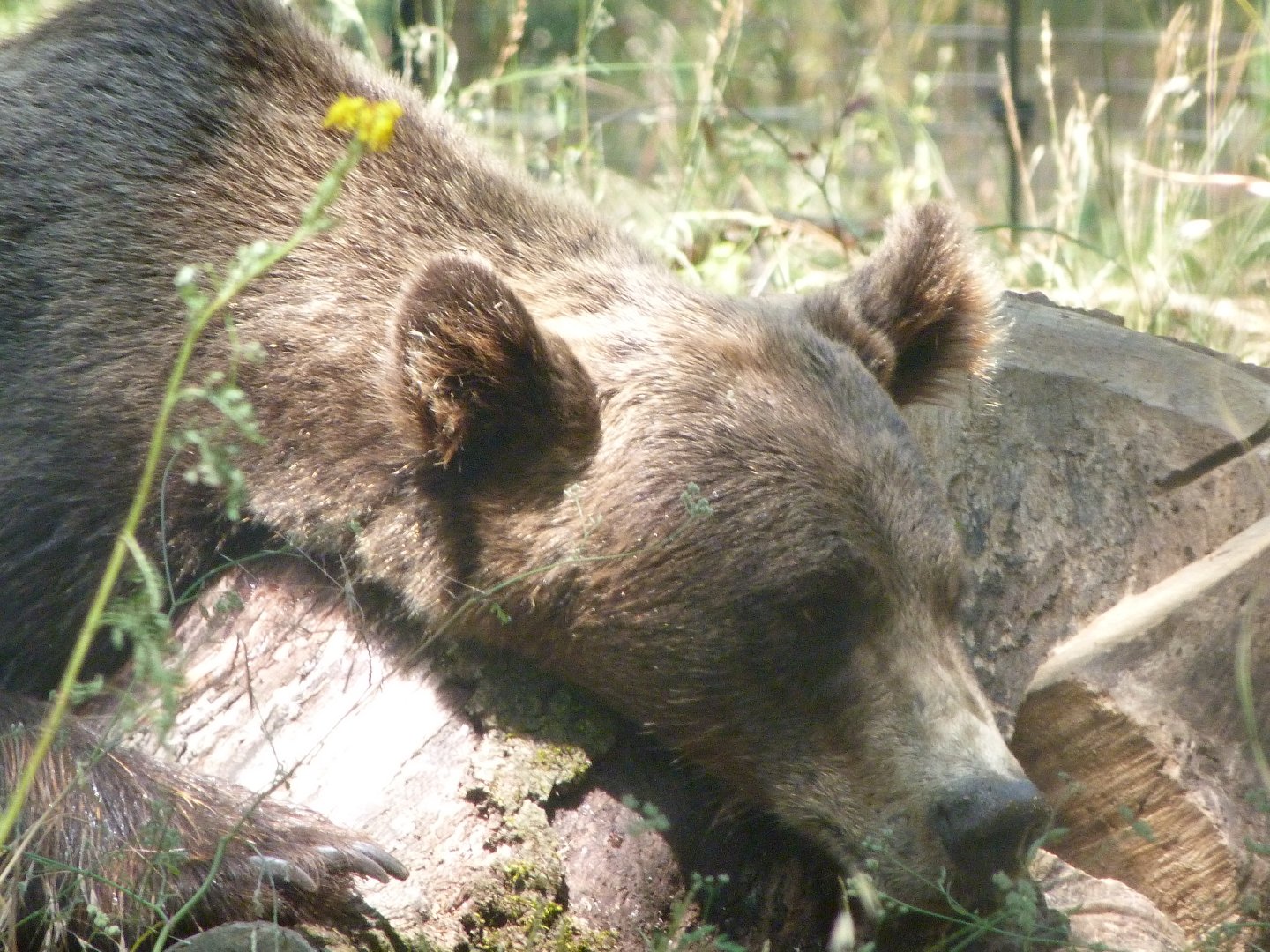 Eurasian brown bear -Zoodyssée (2025)