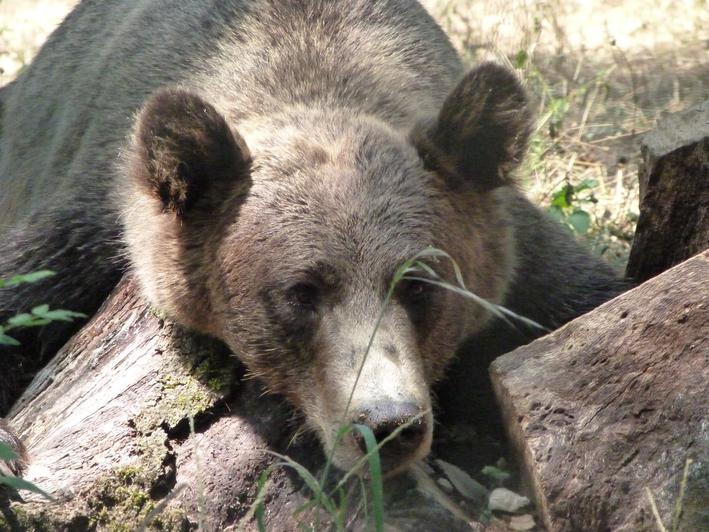 Eurasian brown bear -Zoodyssée (2025)