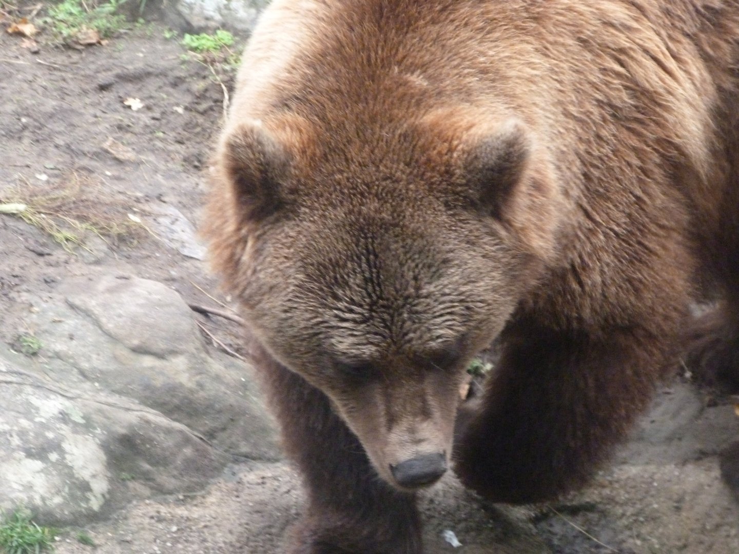 Eurasian brown bear -Zoologischer Garten Berlin (2024)