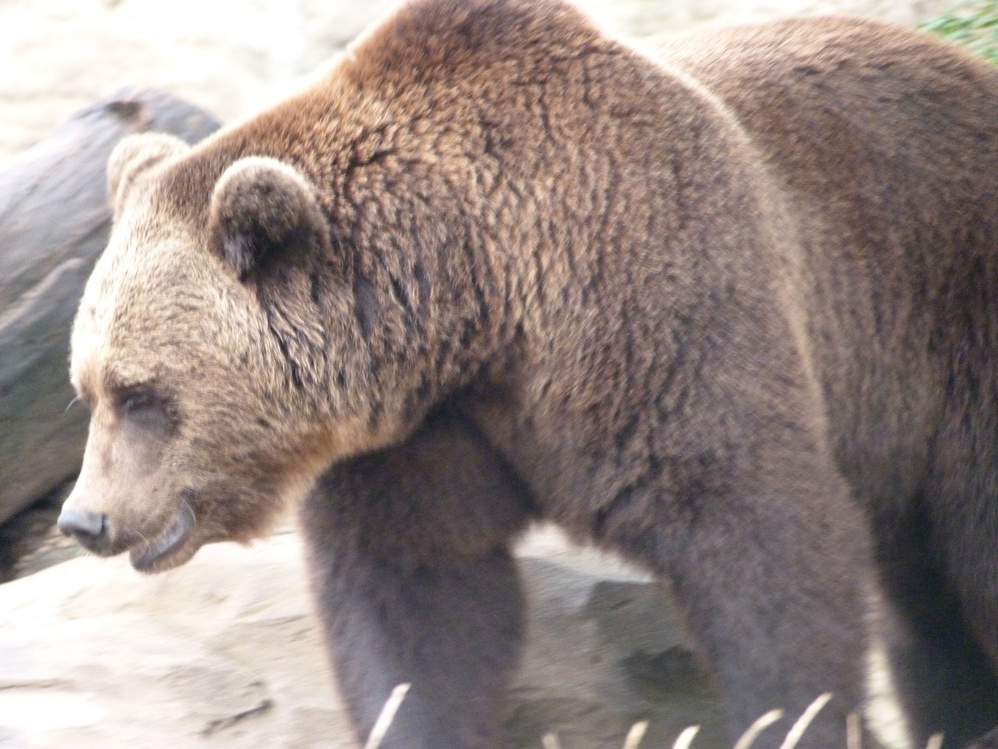 Eurasian brown bear -Zoologischer Garten Berlin (2024)