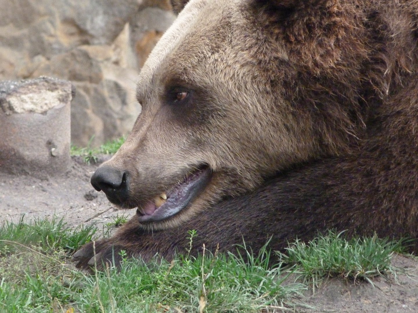 Eurasian brown bear -Zoologischer Garten Berlin (2024)