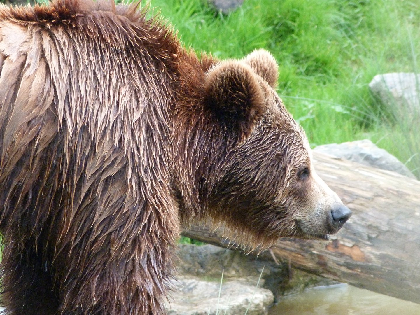 Eurasian brown bear -ZooParc de Beauval (2025)