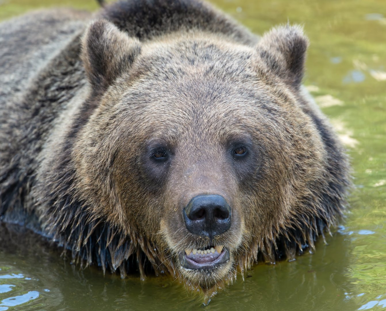 Eurasian brown bear, ZSL Whipsnade, UK