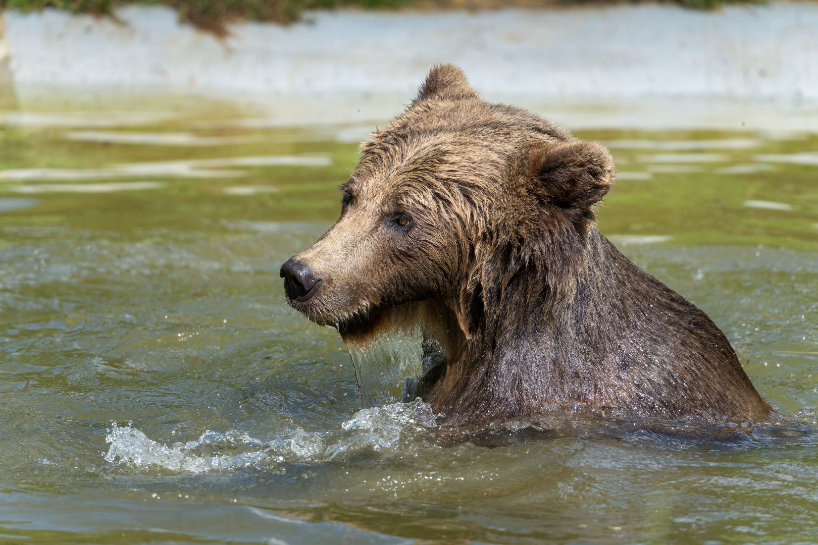 Eurasian brown bear, ZSL Whipsnade, UK