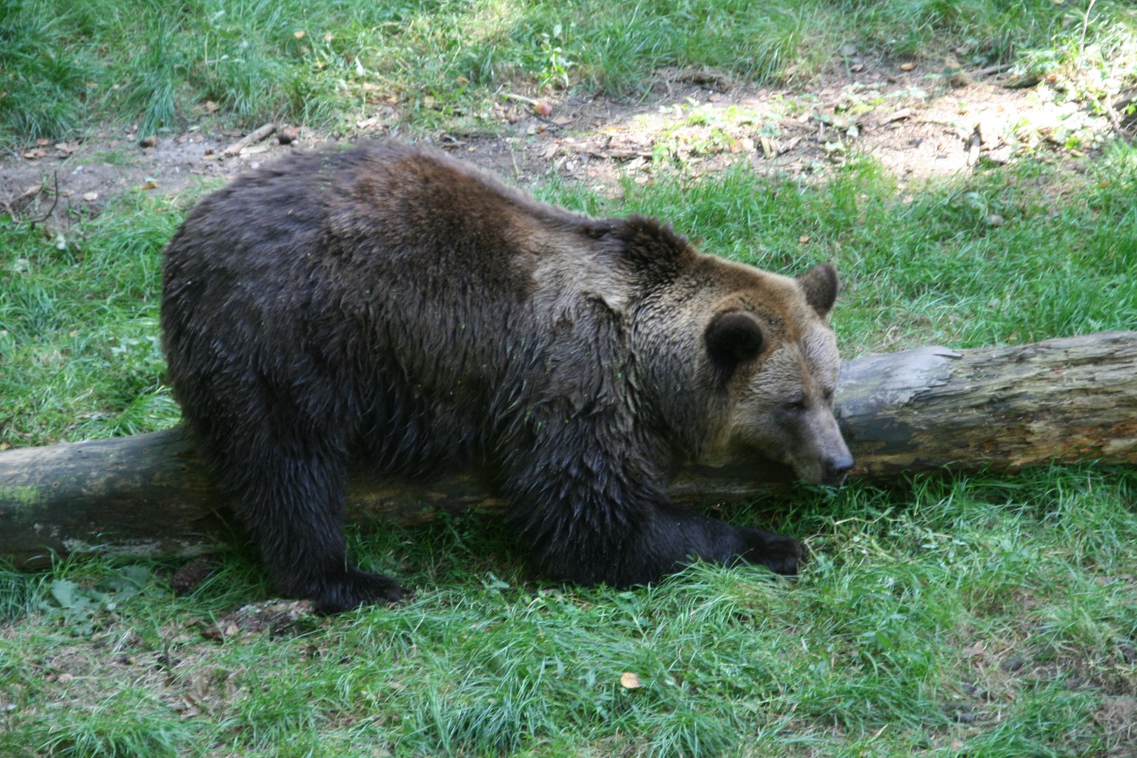 Eurasian brown bear