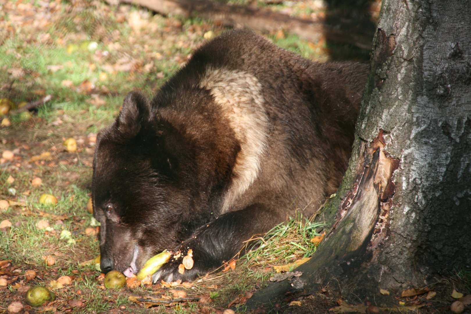 Eurasian brown bear