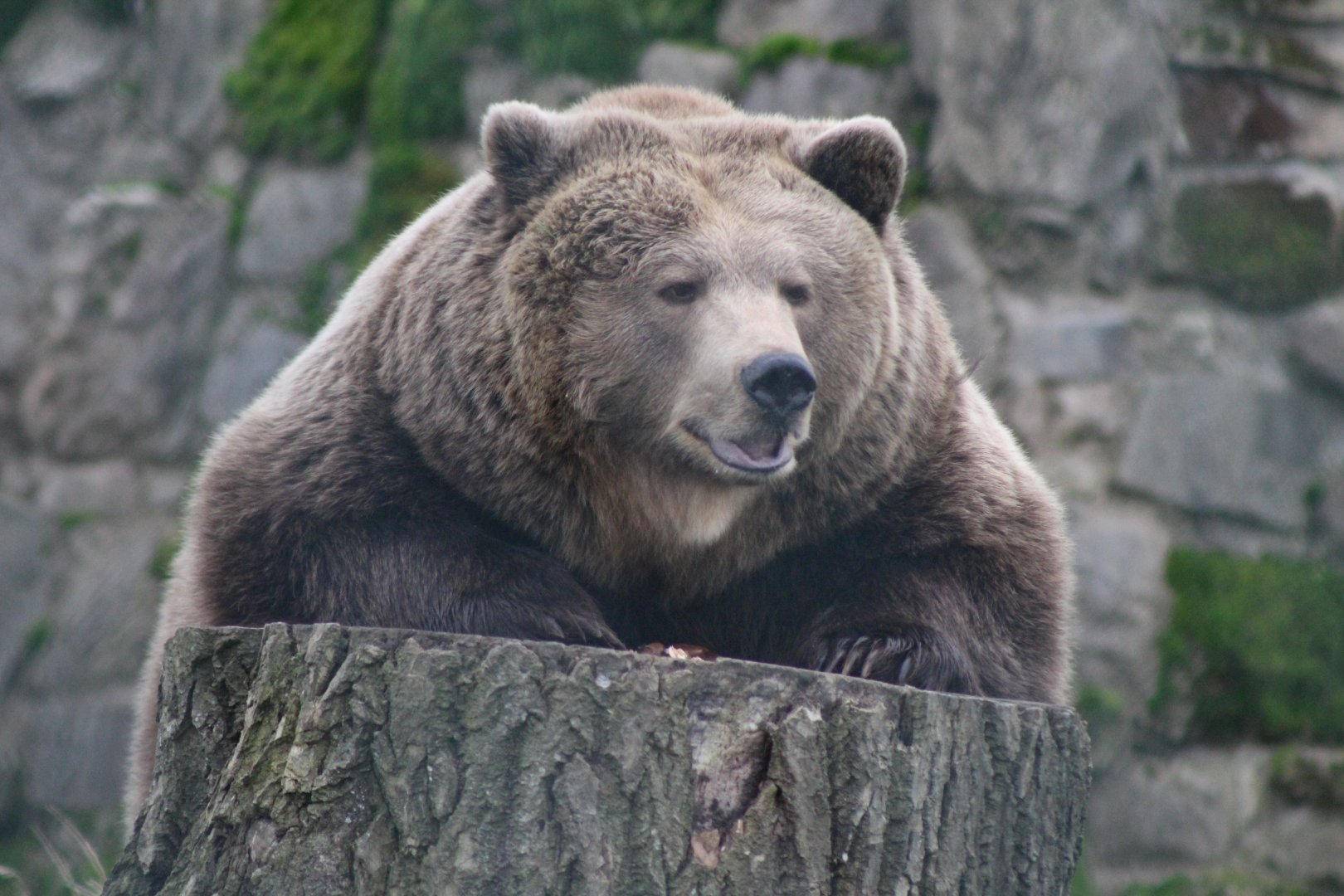 Eurasian Brown Bear