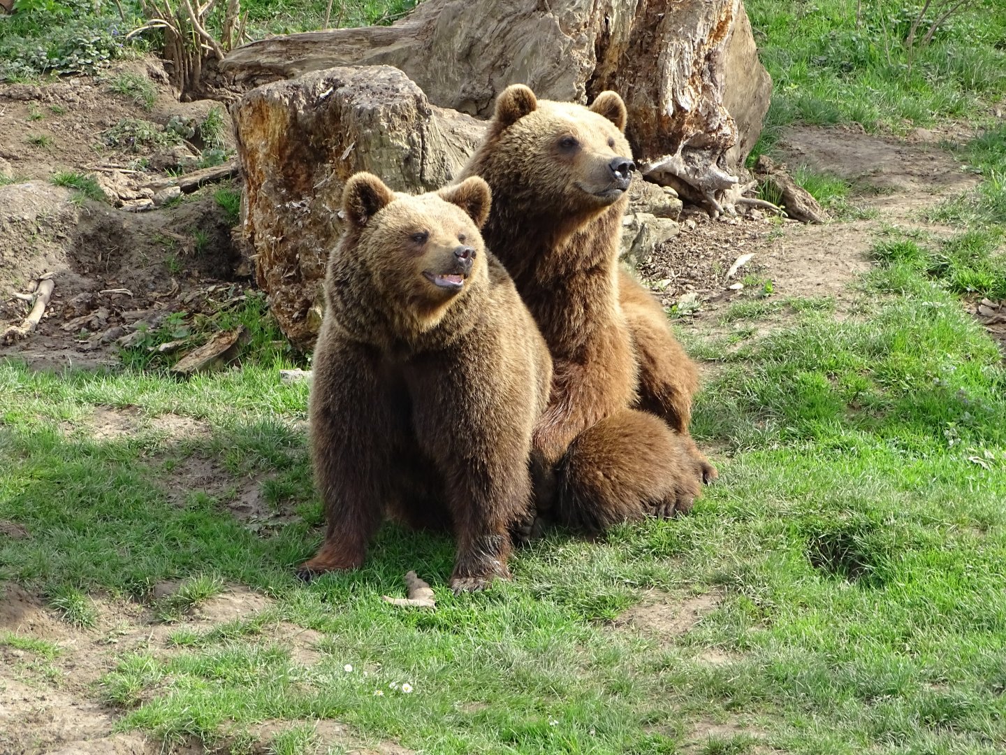 Eurasian brown bear