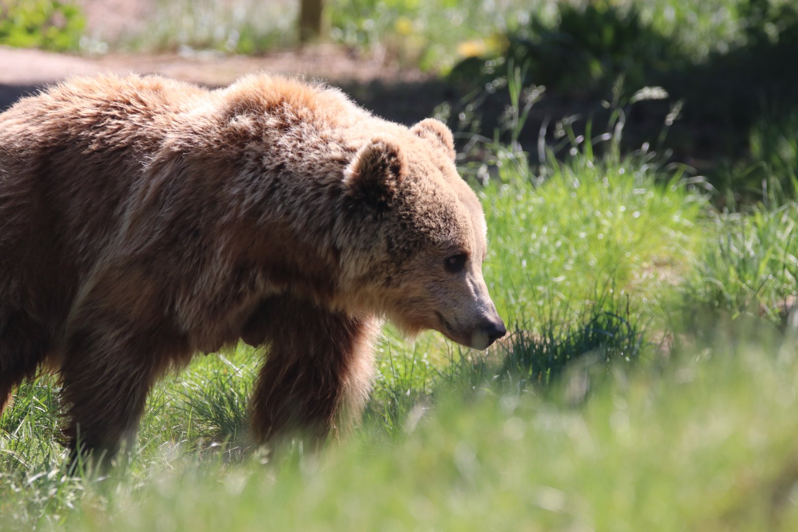 Eurasian brown bear